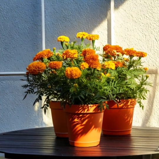 Gestalten Sie Ihre grüne Oase – Balcos beste Tipps für das Gärtnern auf dem Balkon