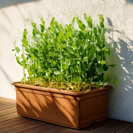 Balkongarten – Ein Hobby für die ganze Familie. Balkongarten anlegen – Balcos beste Tipps für Ihr grünes Paradies
